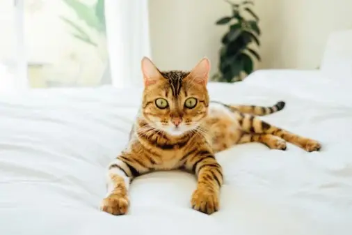 Bengal Cat Adoption Guide: Embracing the Wild Charm of a Bengal Cat