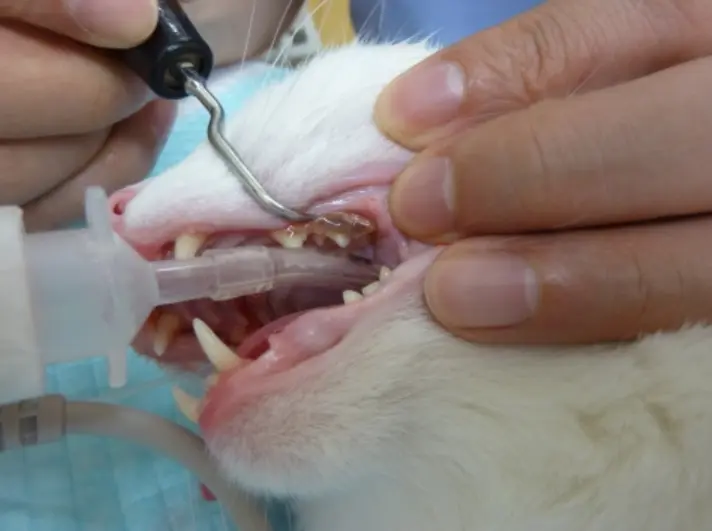 Adult cat teeth check.