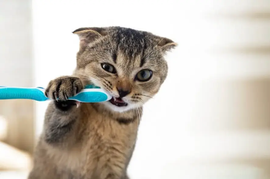 Cat Dental Scaling Essential for Healthy Teeth