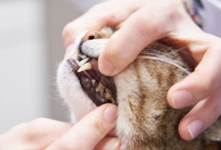 Kitten oral examination.