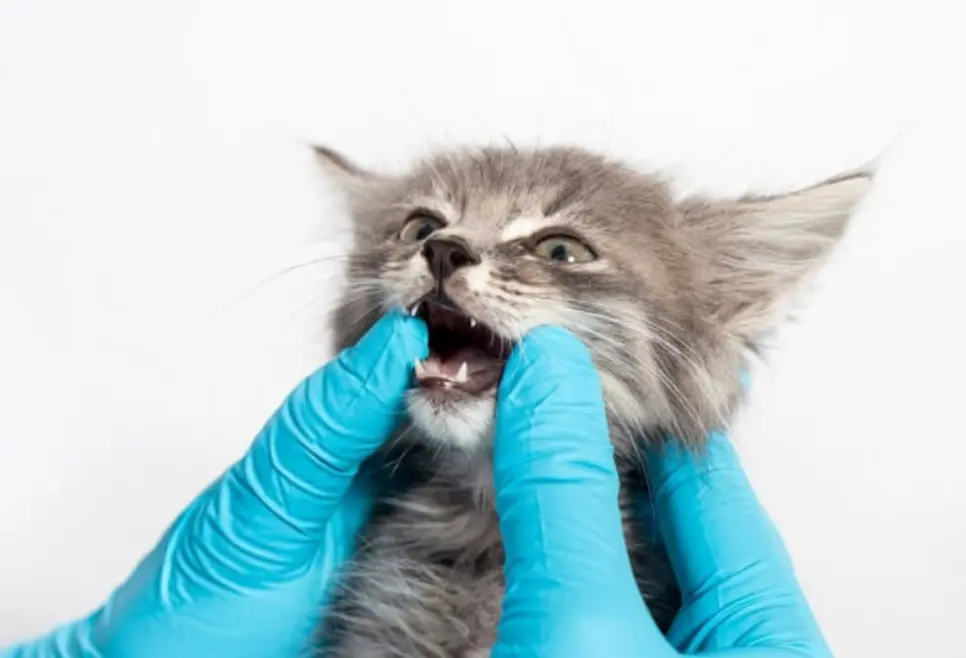 Cat dental treatment.